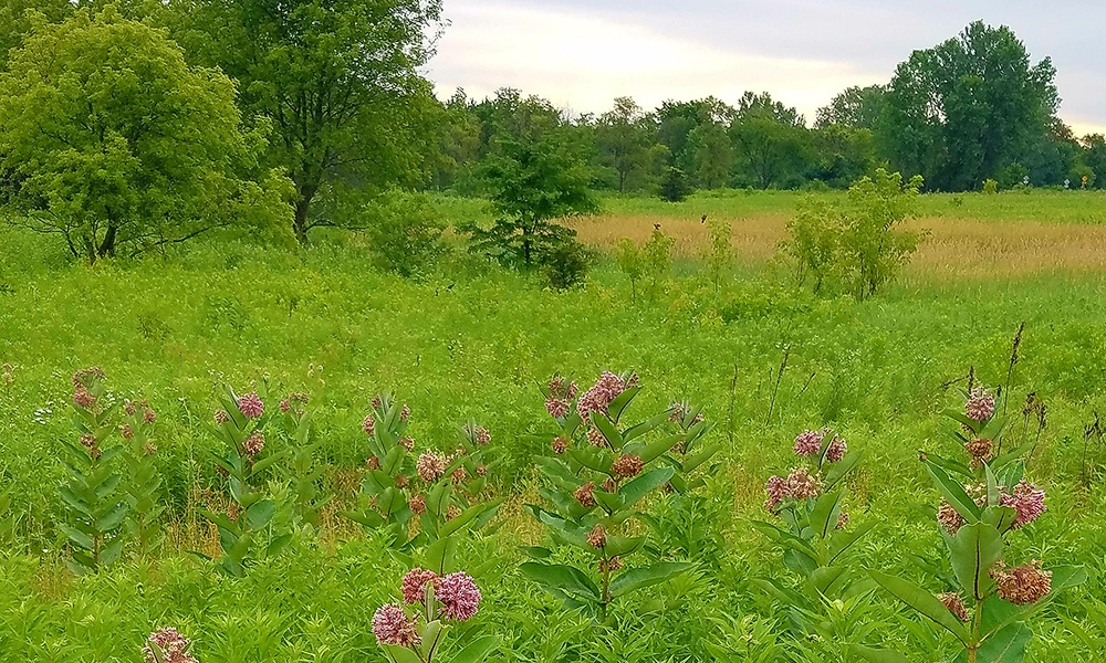 Forest Preserve District of DuPage County Original